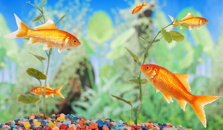 Goldfish In A Buy To Let Property